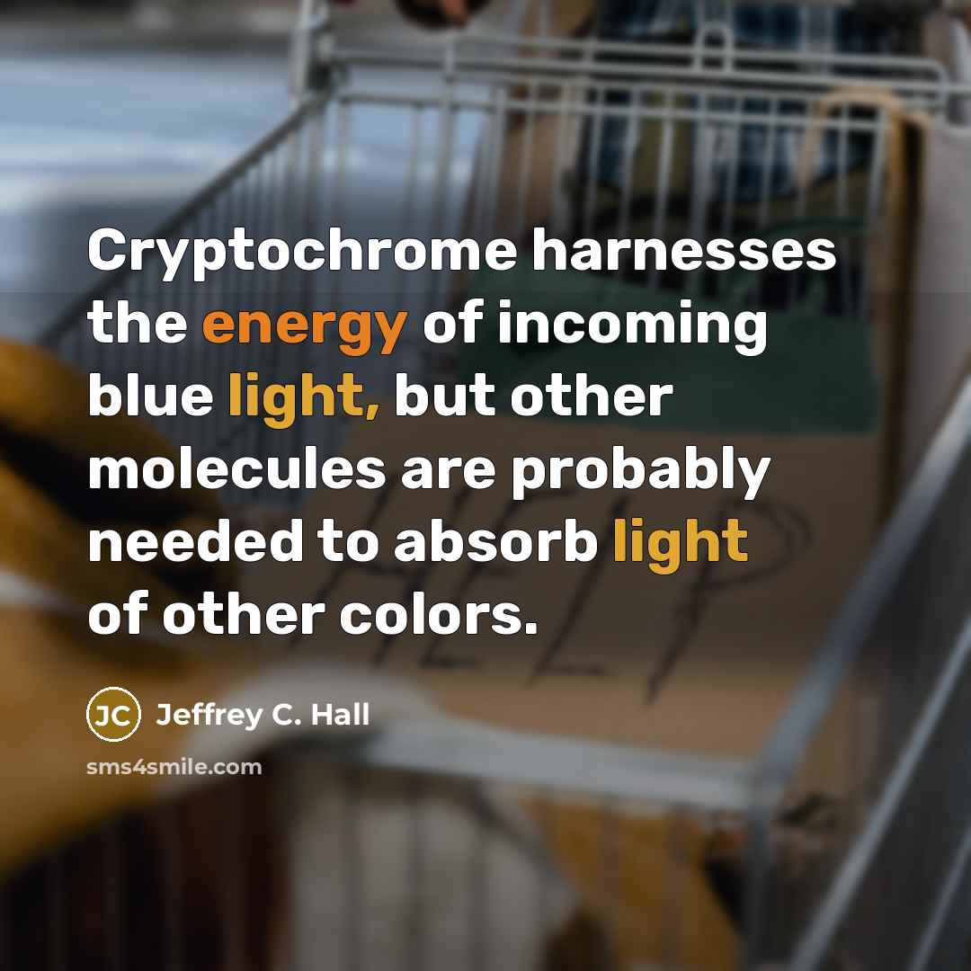“Cryptochrome harnesses the energy of incoming blue light, but other molecules are probably needed to absorb light of other colors.” quote by Jeffrey C. Hall