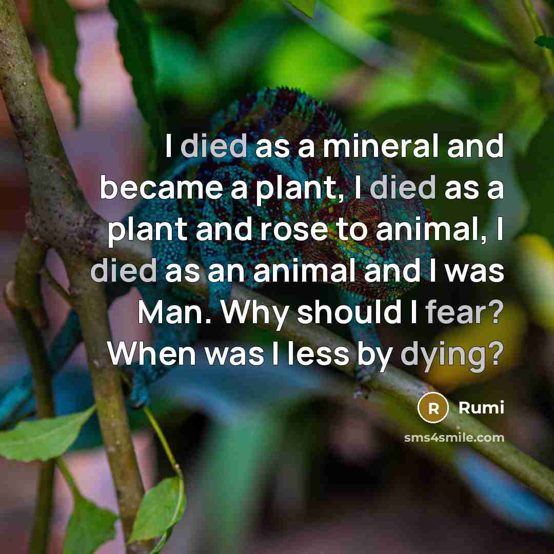 “I died as a mineral and became a plant, I died as a plant and rose to animal, I died as an animal and I was Man. Why should I fear? When was I less by dying?” quote by Rumi