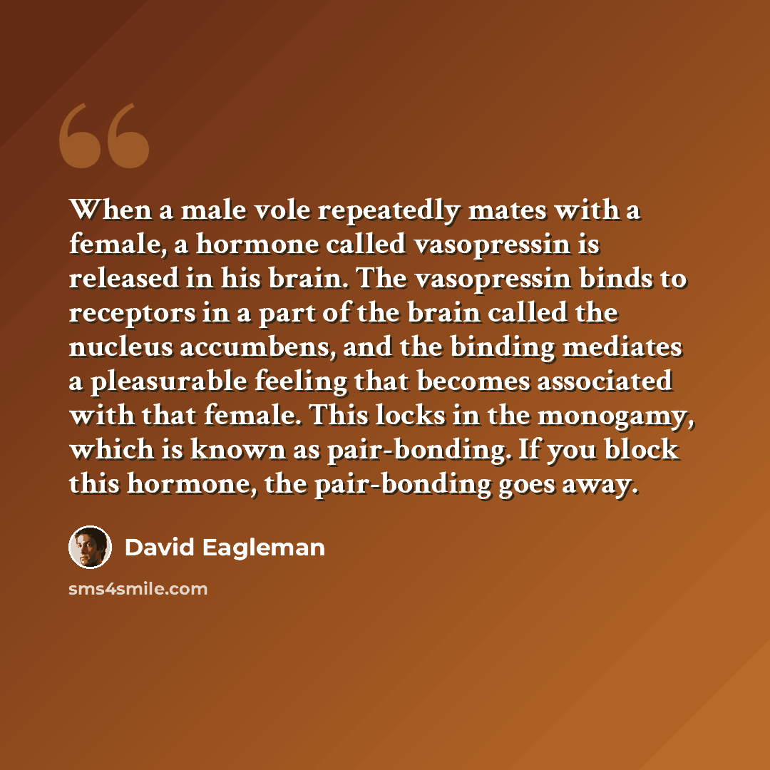 “When a male vole repeatedly mates with a female, a hormone called vasopressin is released in his brain. The vasopressin binds to receptors in a part of the brain called the nucleus accumbens, and the binding mediates a pleasurable feeling that becomes associated with that female. This locks in the…” quote by David Eagleman