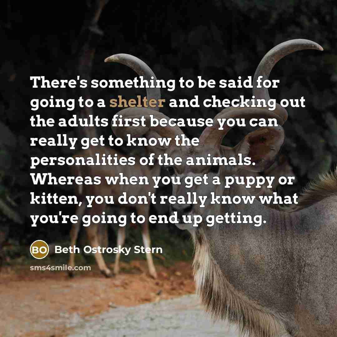 “There's something to be said for going to a shelter and checking out the adults first because you can really get to know the personalities of the animals. Whereas when you get a puppy or kitten, you don't really know what you're going to end up getting.” quote by Beth Ostrosky Stern