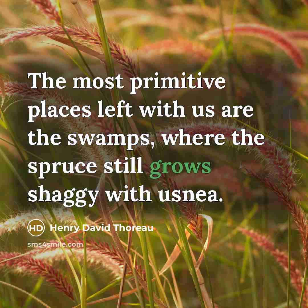 “The most primitive places left with us are the swamps, where the spruce still grows shaggy with usnea.” quote by Henry David Thoreau