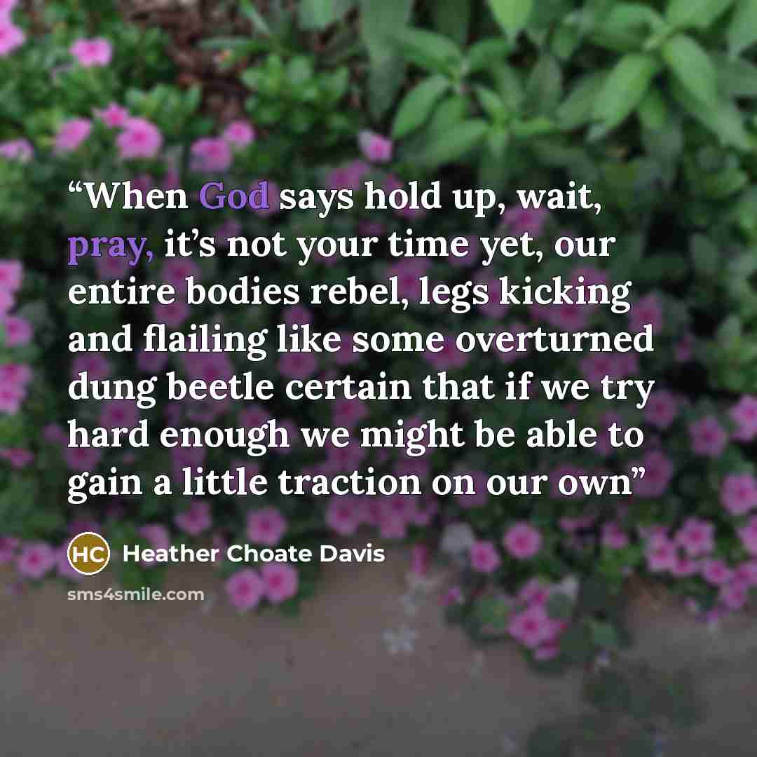 “When God says hold up, wait, pray, it’s not your time yet, our entire bodies rebel, legs kicking and flailing like some overturned dung beetle certain that if we try hard enough we might be able to gain a little traction on our own” quote by Heather Choate Davis