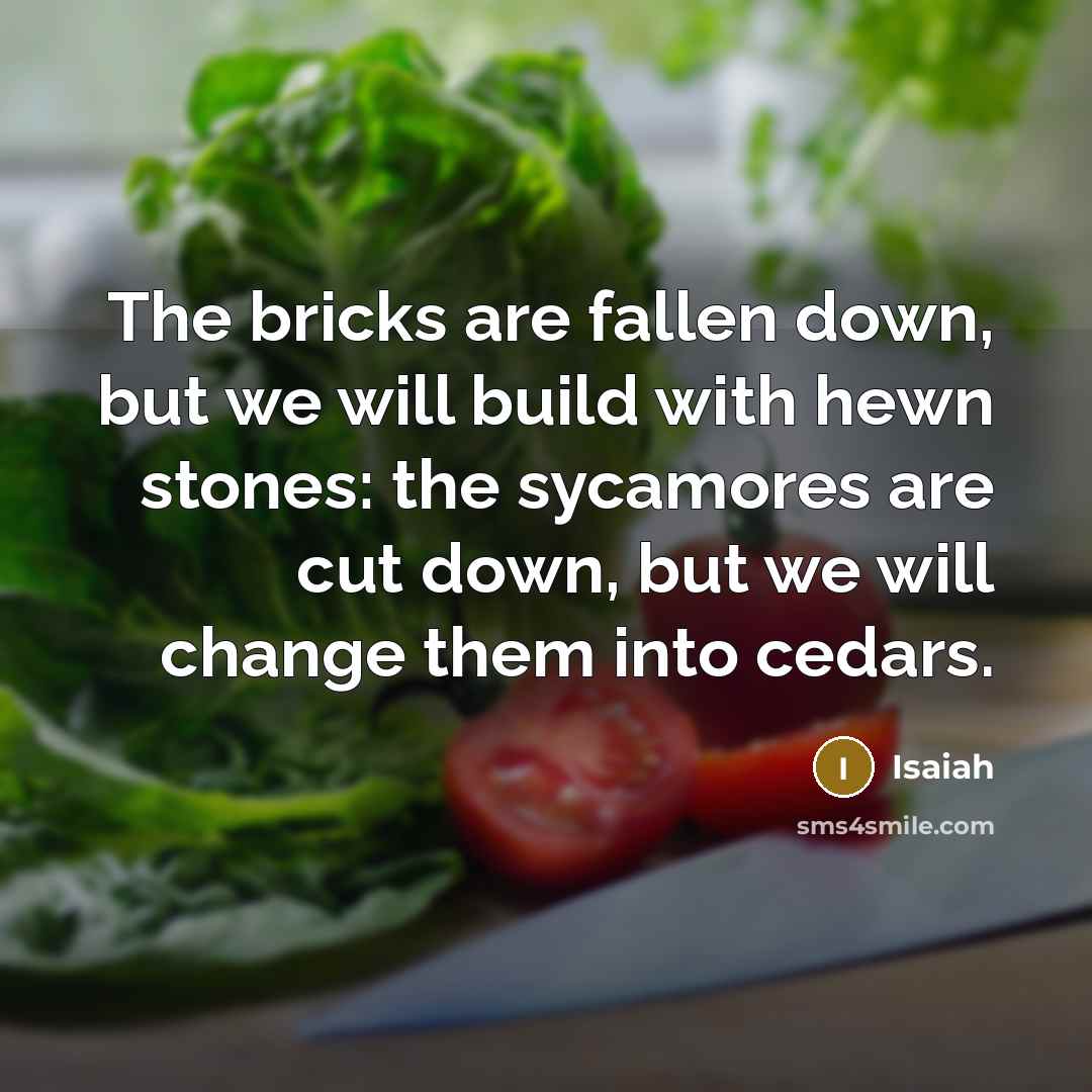 “The bricks are fallen down, but we will build with hewn stones: the sycamores are cut down, but we will change them into cedars.” quote by Isaiah