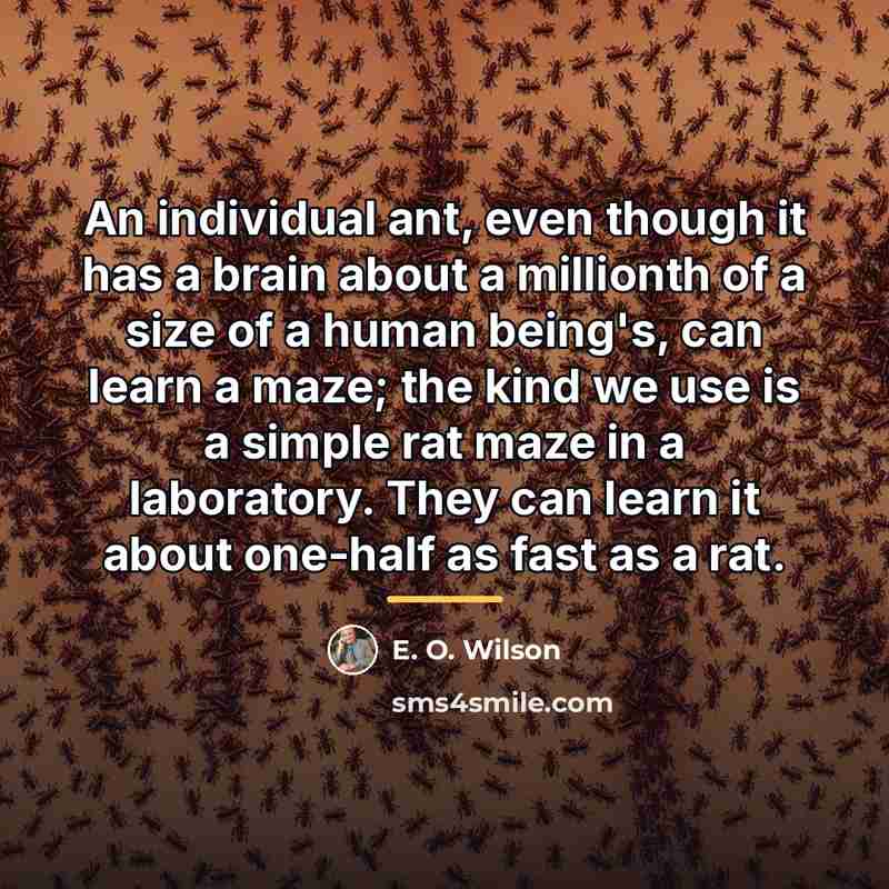 “An individual ant, even though it has a brain about…” quote by E. O. Wilson