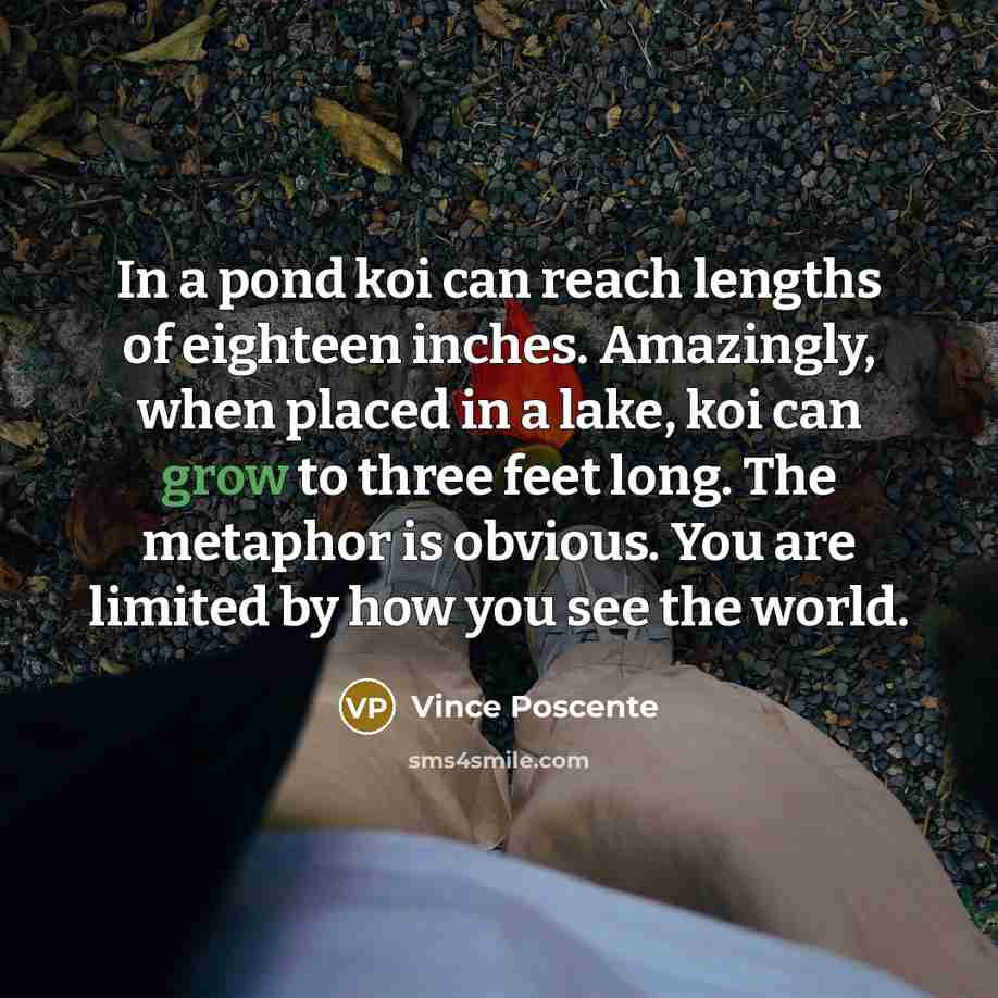 “In a pond koi can reach lengths of eighteen inches.…” quote by Vince Poscente