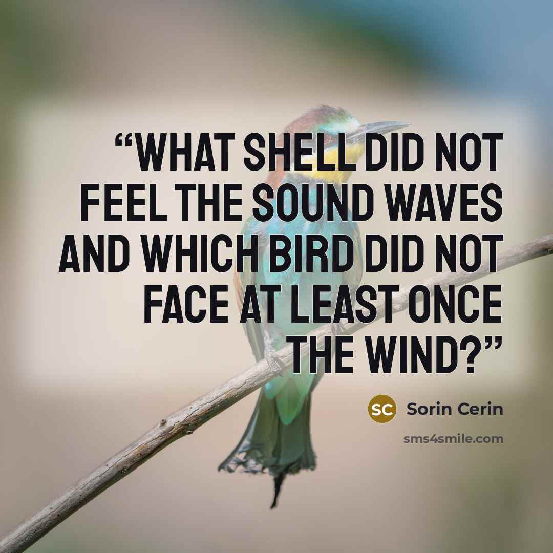 “What shell did not feel the sound waves and which bird did not face at least once the wind?” quote by Sorin Cerin