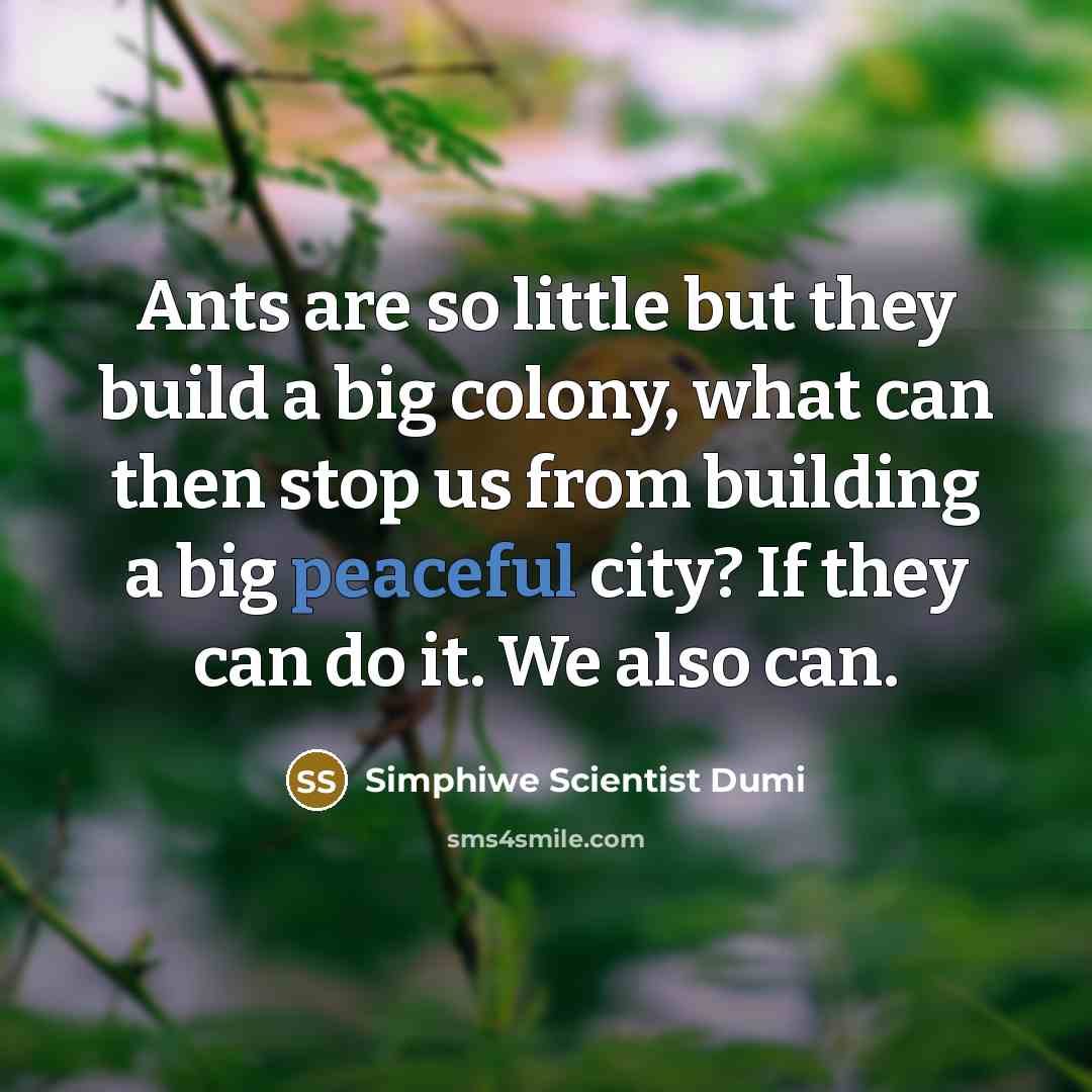 “Ants are so little but they build a big colony,…” quote by Simphiwe Scientist Dumi