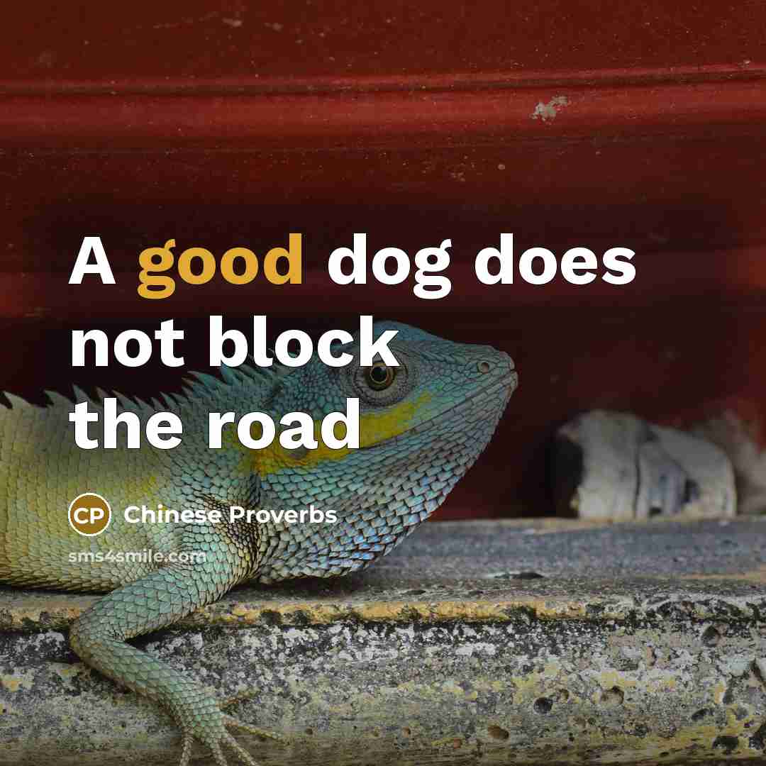 “A good dog does not block the road” quote by Chinese Proverbs