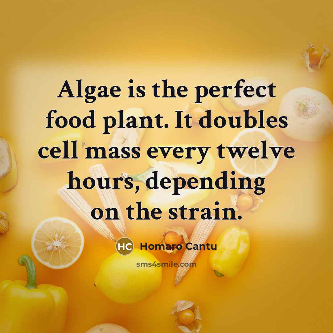 “Algae is the perfect food plant. It doubles cell mass every twelve hours, depending on the strain.” quote by Homaro Cantu