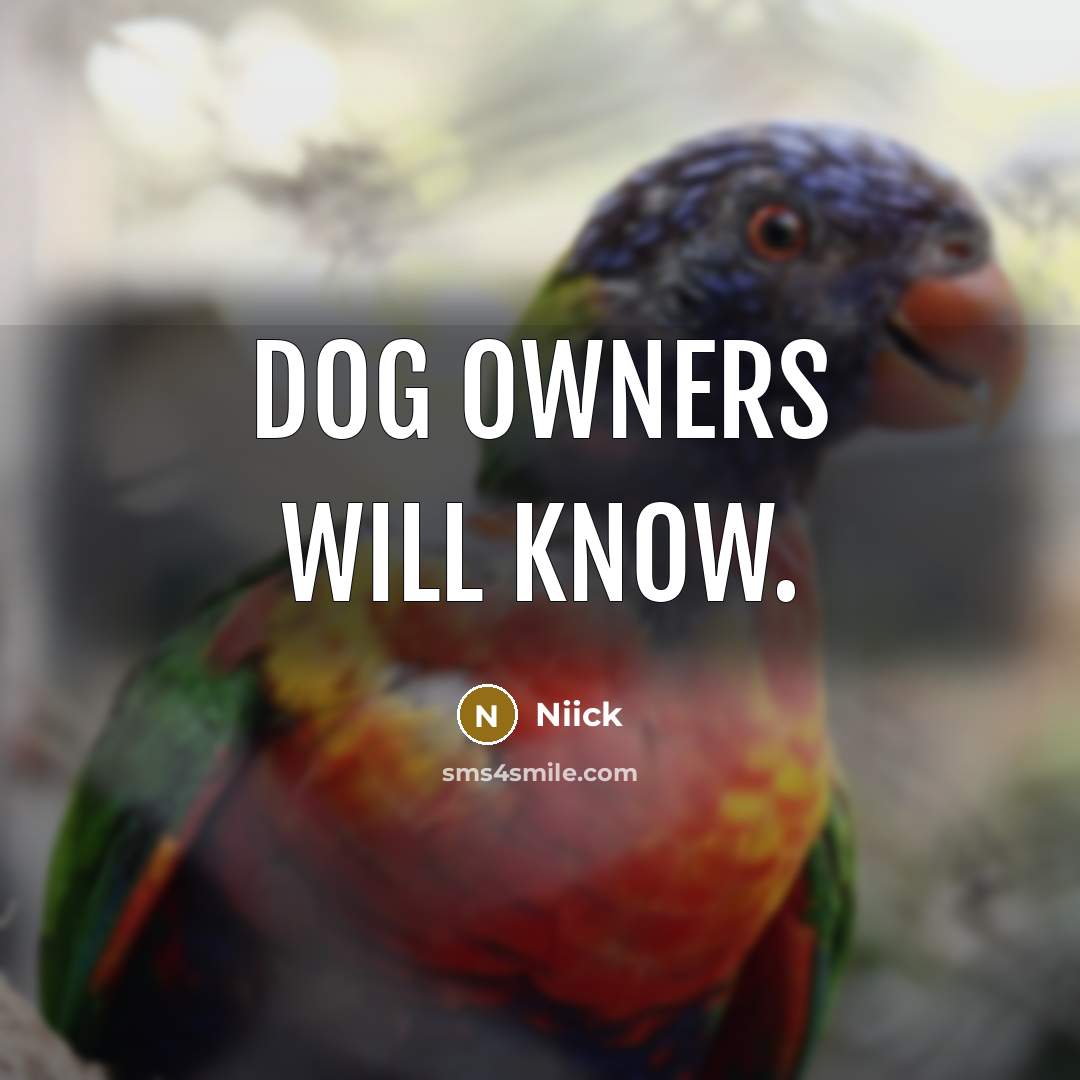 “Dog owners will know.” quote by Niick