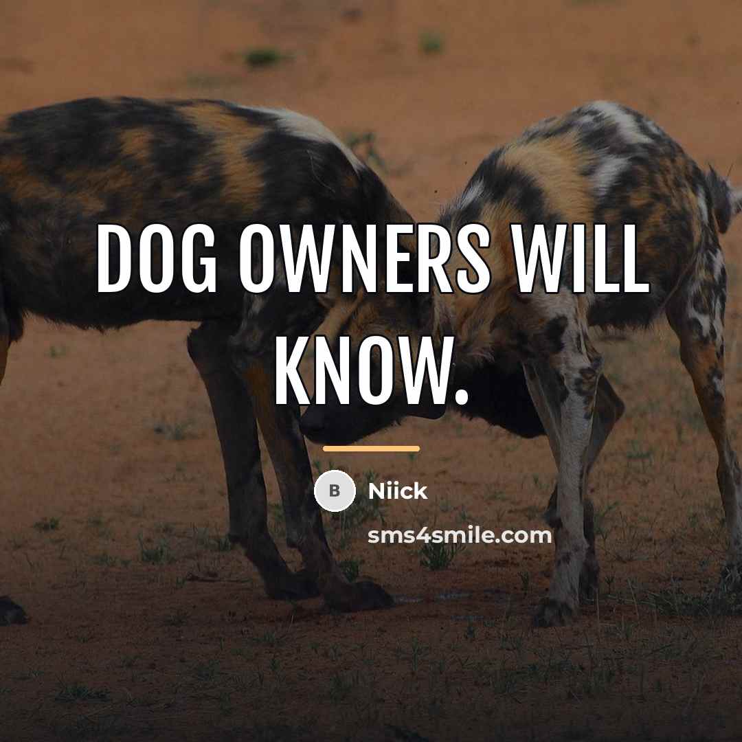 “Dog owners will know.…” quote by Niick