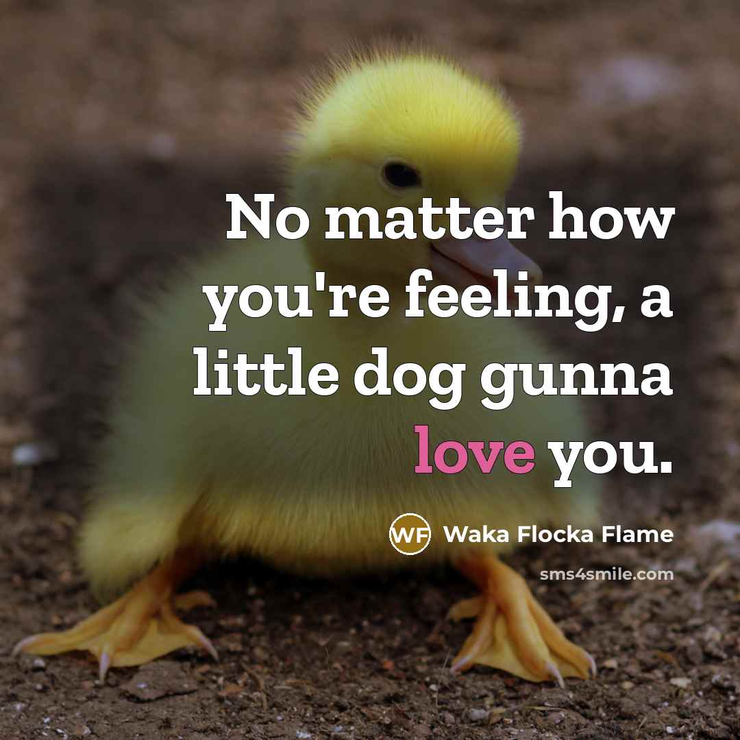 “No matter how you're feeling, a little dog gunna love you.” quote by Waka Flocka Flame