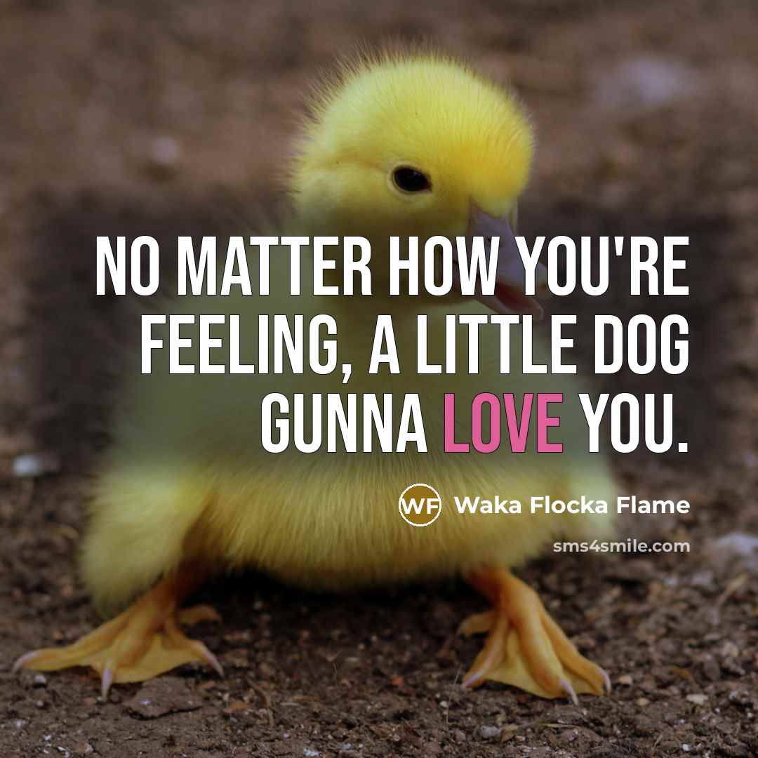 “No matter how you're feeling, a little dog gunna love…” quote by Waka Flocka Flame