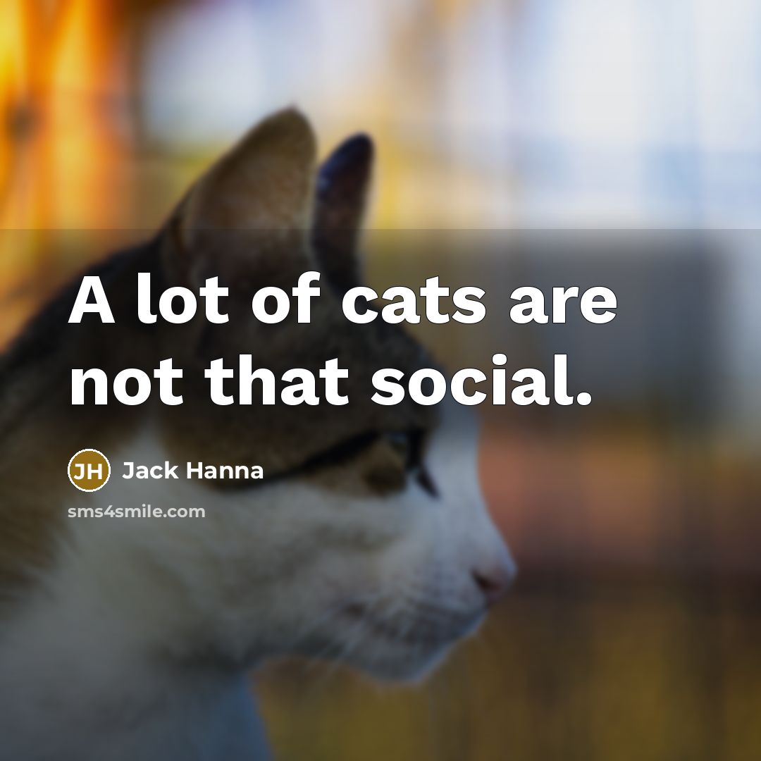 “A lot of cats are not that social.…” quote by Jack Hanna