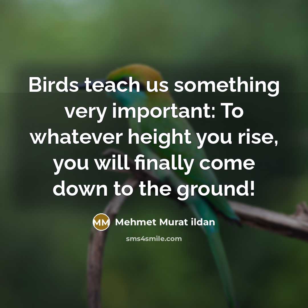 “Birds teach us something very important: To whatever height you…” quote by Mehmet Murat Ildan