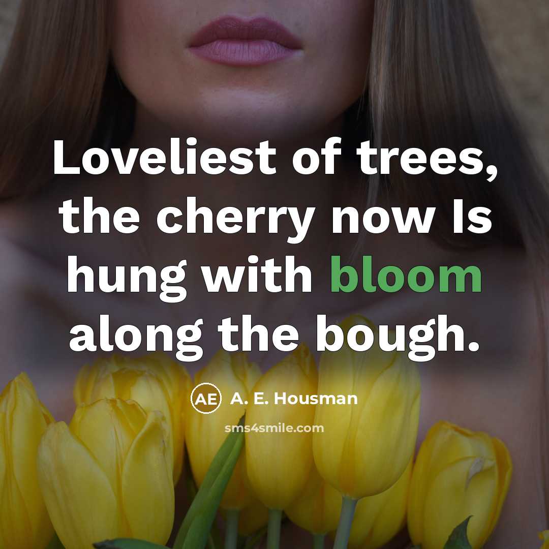 “Loveliest of trees, the cherry now Is hung with bloom…” quote by A. E. Housman