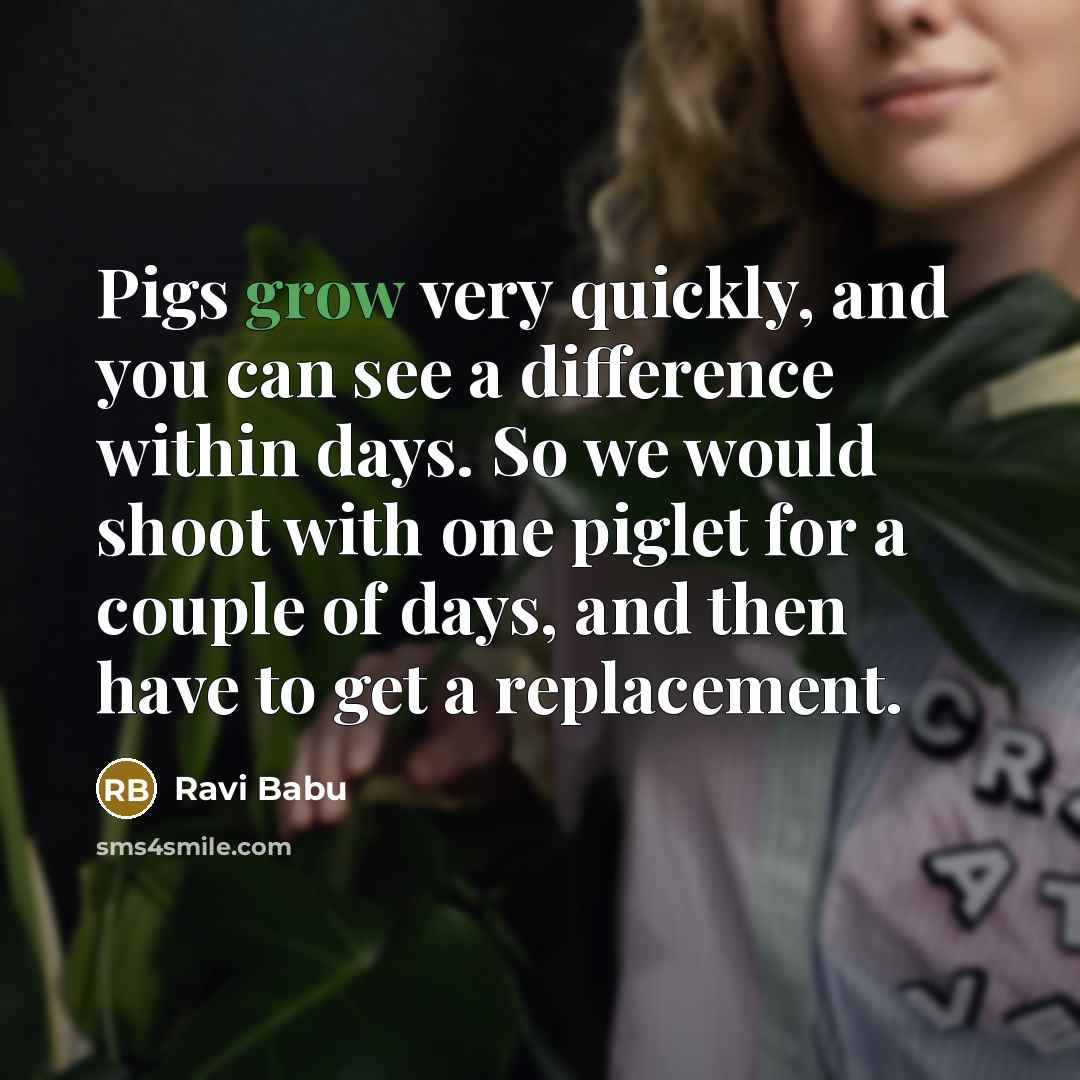 “Pigs grow very quickly, and you can see a difference…” quote by Ravi Babu