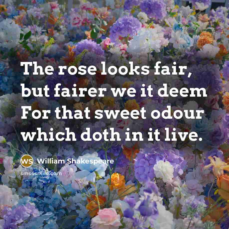 “The rose looks fair, but fairer we it deem For…” quote by William Shakespeare