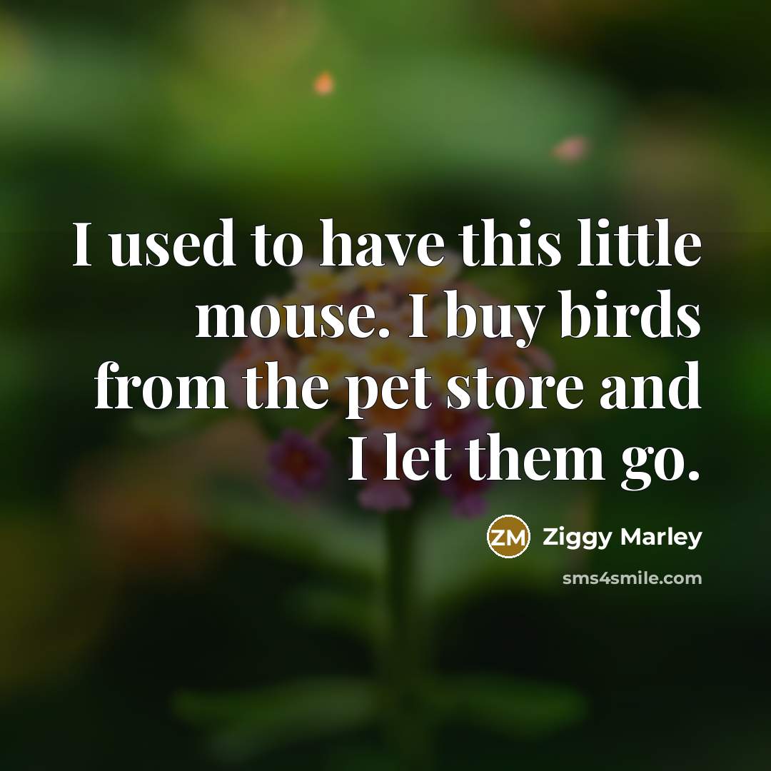 “I used to have this little mouse. I buy birds…” quote by Ziggy Marley