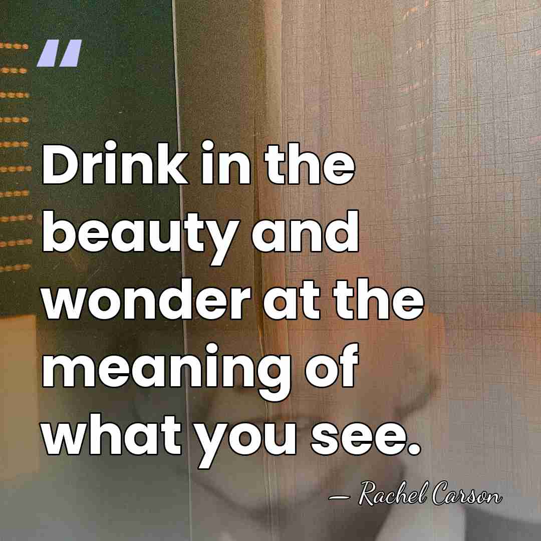 Drink in the beauty and wonder at the meaning of what you&hellip; - Rachel Carson