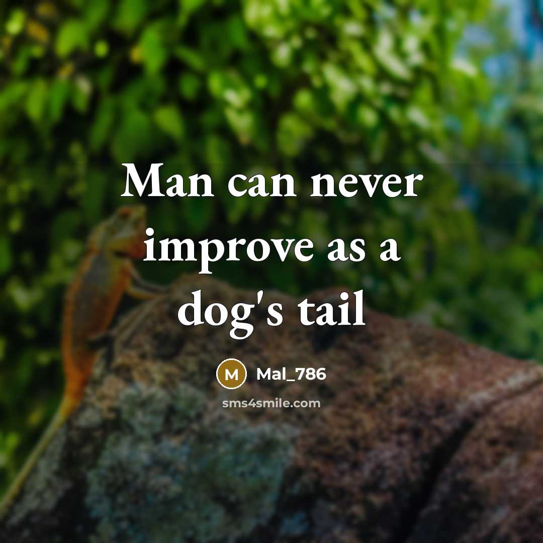“Man can never improve as a dog's tail” quote by Mal_786