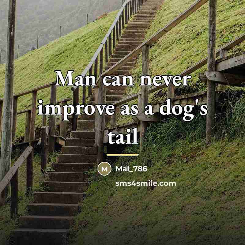 “Man can never improve as a dog's tail…” quote by Mal_786