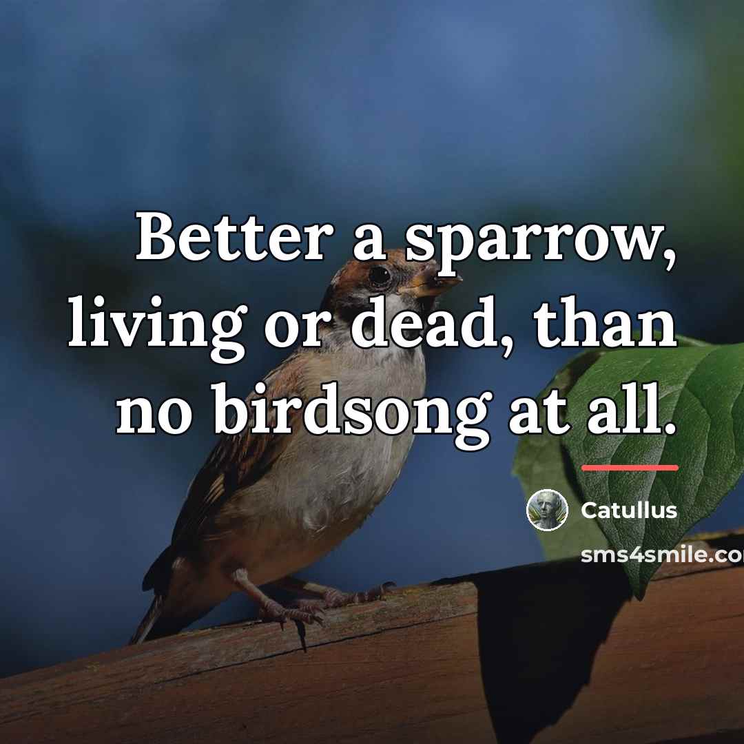 “Better a sparrow, living or dead, than no birdsong at…” quote by Catullus