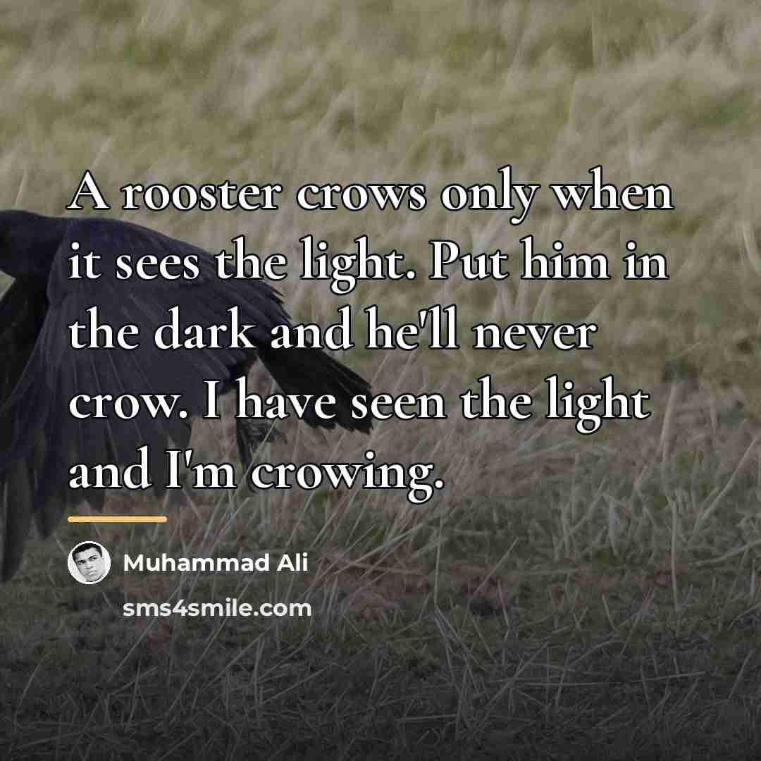 “A rooster crows only when it sees the light. Put…” quote by Muhammad Ali