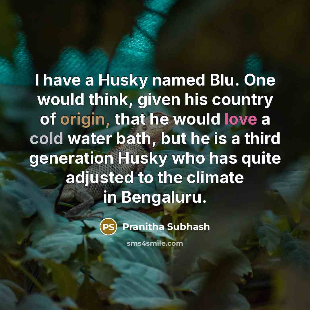 “I have a Husky named Blu. One would think, given his country of origin, that he would love a cold water bath, but he is a third generation Husky who has quite adjusted to the climate in Bengaluru.” quote by Pranitha Subhash