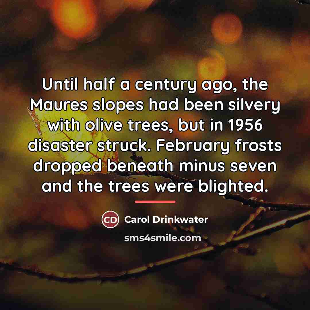 “Until half a century ago, the Maures slopes had been…” quote by Carol Drinkwater