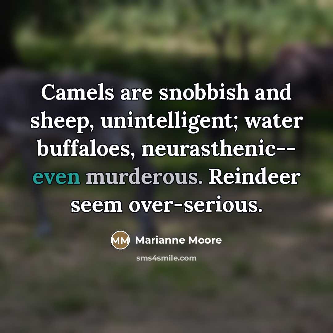 “Camels are snobbish and sheep, unintelligent; water buffaloes, neurasthenic-- even…” quote by Marianne Moore