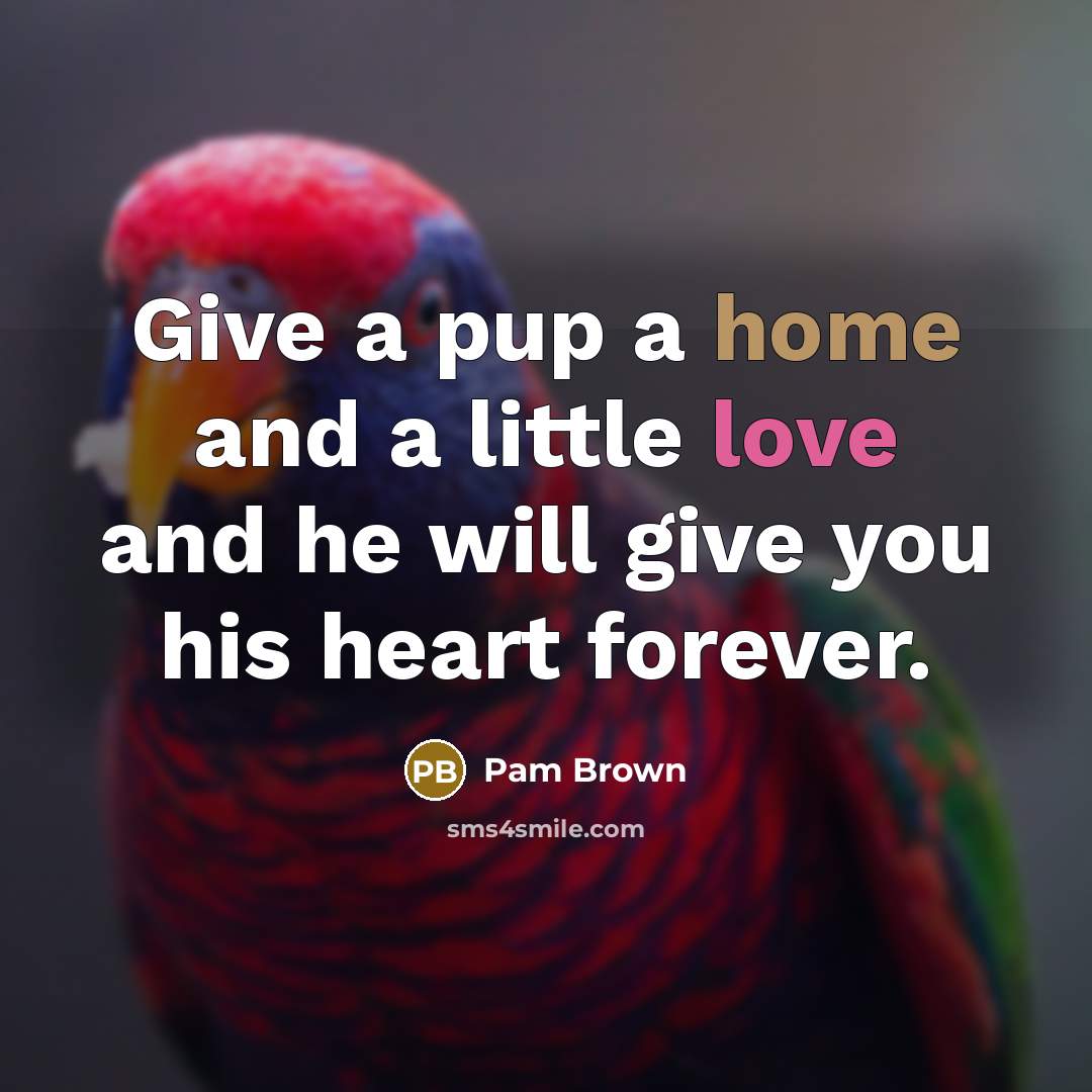 “Give a pup a home and a little love and he will give you his heart forever.” quote by Pam Brown