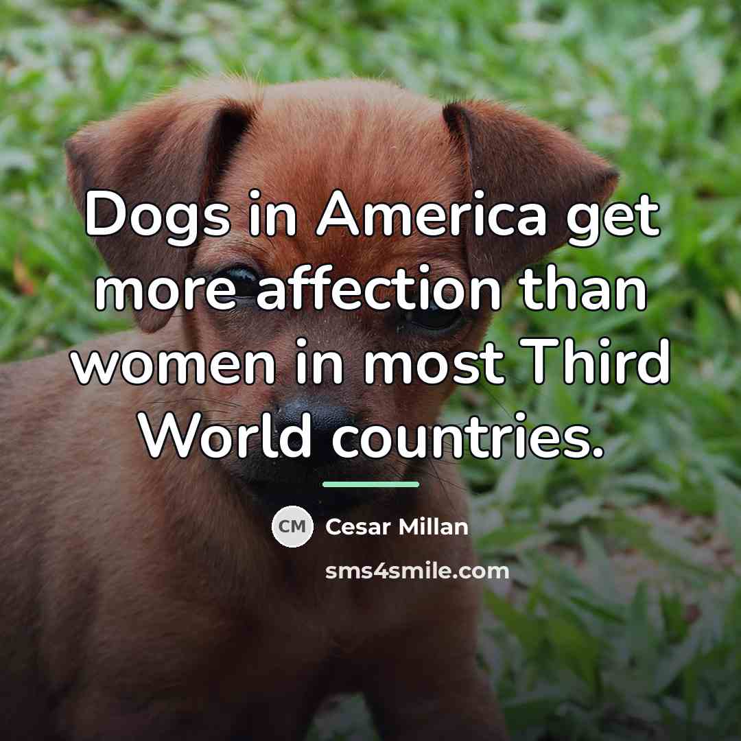 “Dogs in America get more affection than women in most…” quote by Cesar Millan