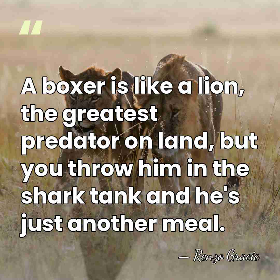 A boxer is like a lion, the greatest predator on land, but&hellip; - Renzo Gracie