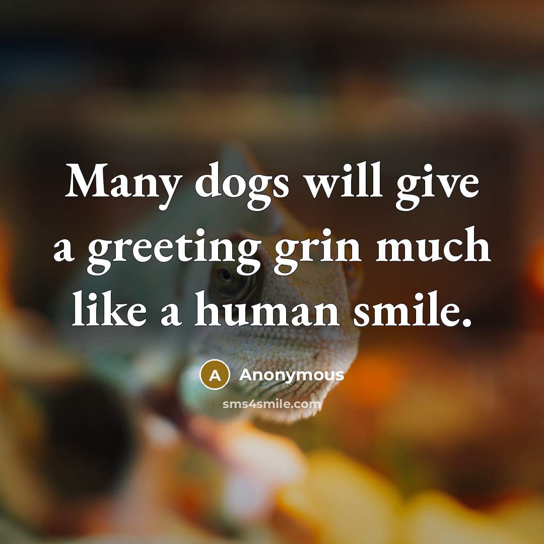 “Many dogs will give a greeting grin much like a human smile.” quote by Anonymous