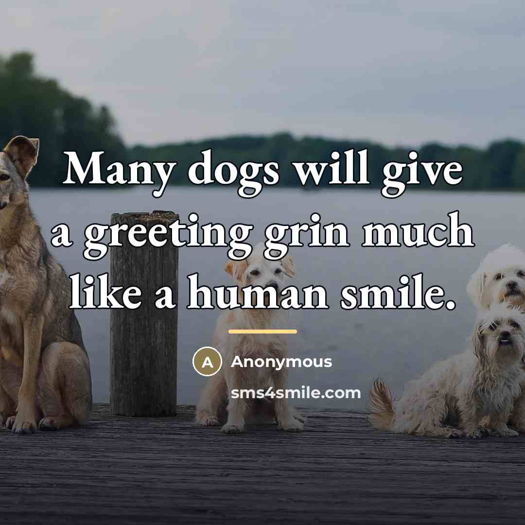 “Many dogs will give a greeting grin much like a…” quote by Anonymous