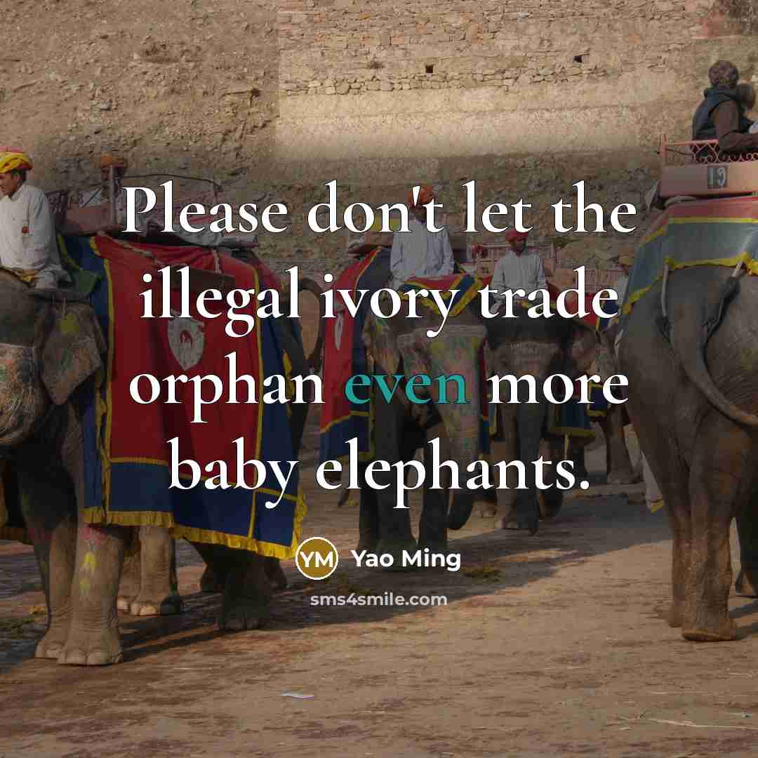 “Please don't let the illegal ivory trade orphan even more…” quote by Yao Ming