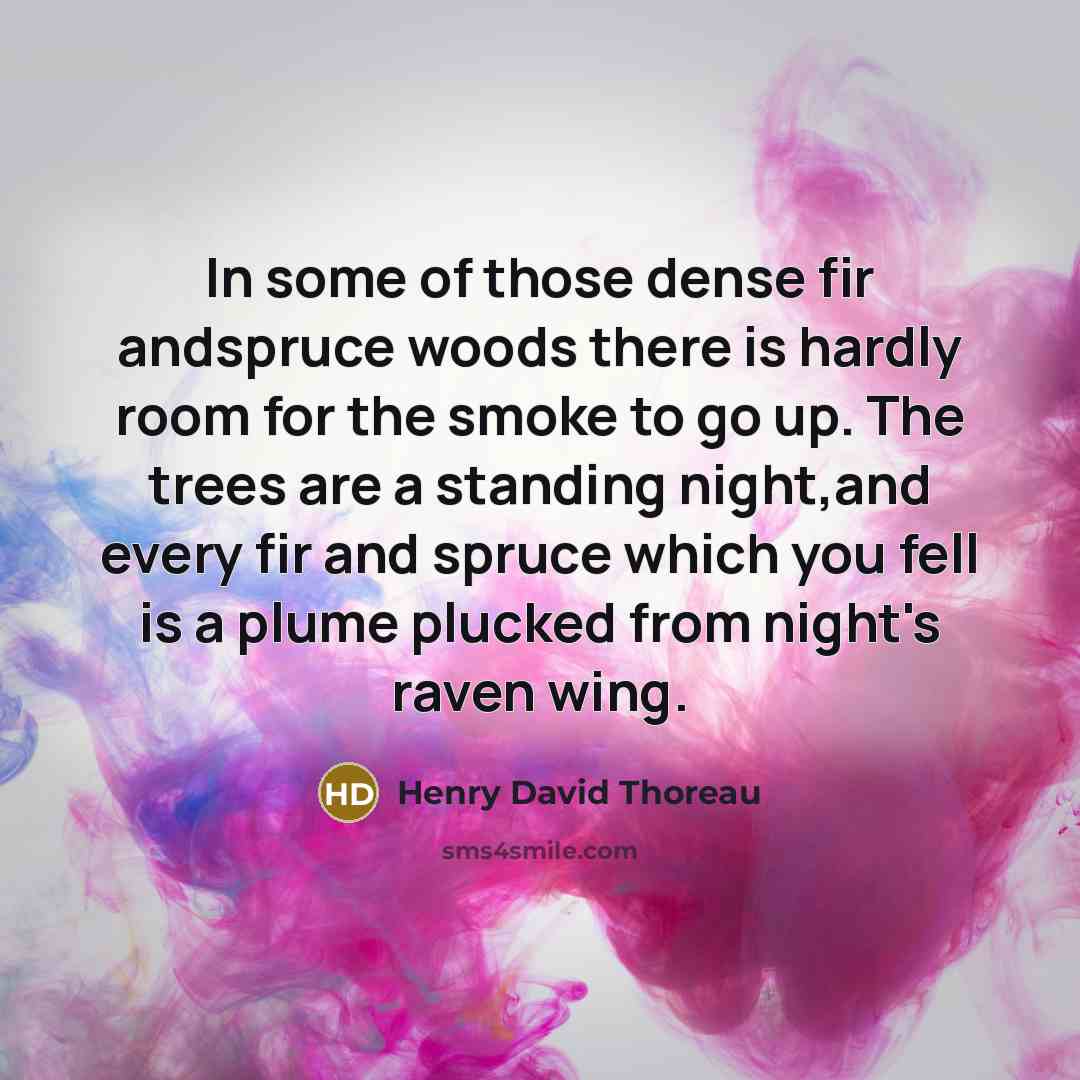 “In some of those dense fir andspruce woods there is hardly room for the smoke to go up. The trees are a standing night,and every fir and spruce which you fell is a plume plucked from night's raven wing.” quote by Henry David Thoreau
