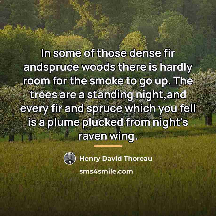 “In some of those dense fir andspruce woods there is…” quote by Henry David Thoreau