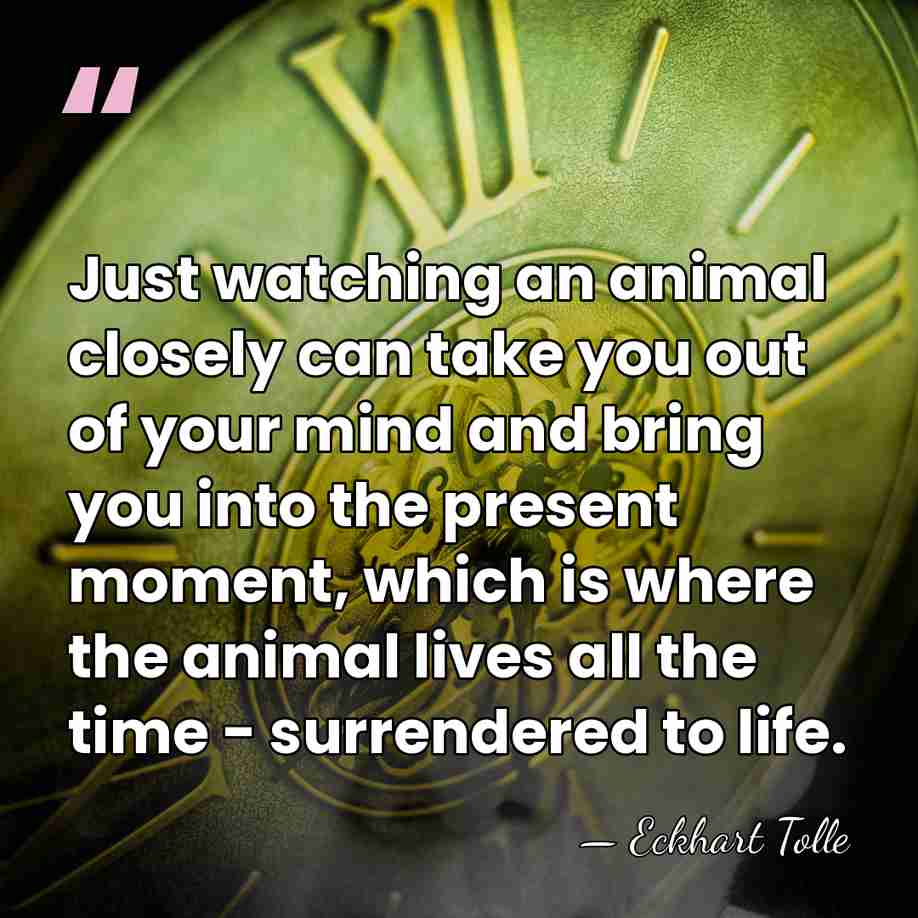 Just watching an animal closely can take you out of your mind&hellip; - Eckhart Tolle