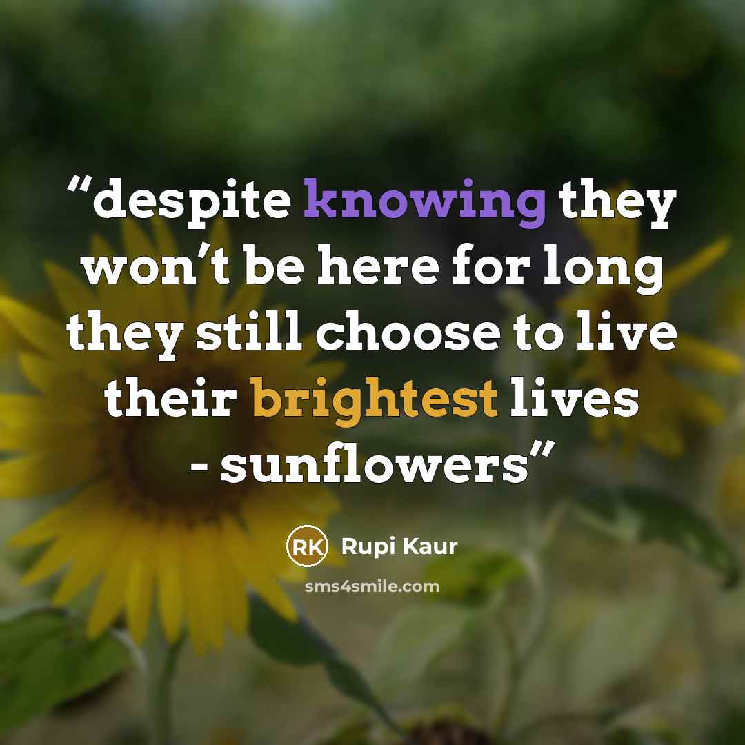 “despite knowing they won’t be here for long they still choose to live their brightest lives - sunflowers” quote by Rupi Kaur