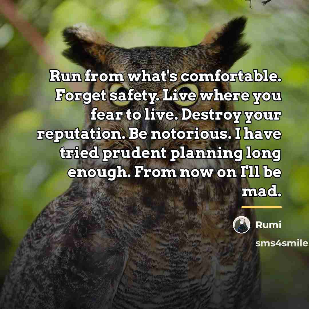 “Run from what's comfortable. Forget safety. Live where you fear…” quote by Rumi