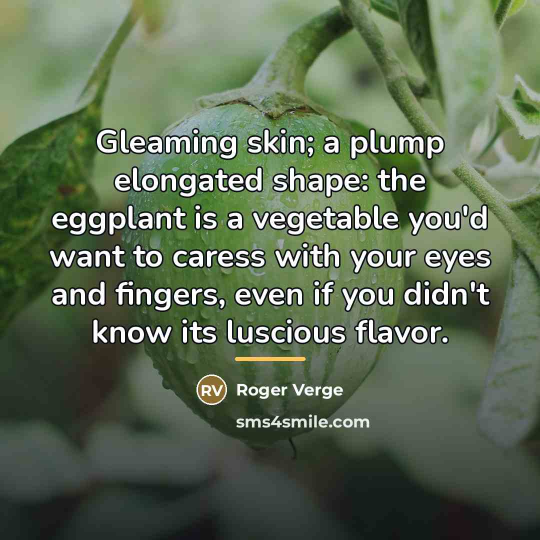“Gleaming skin; a plump elongated shape: the eggplant is a…” quote by Roger Verge