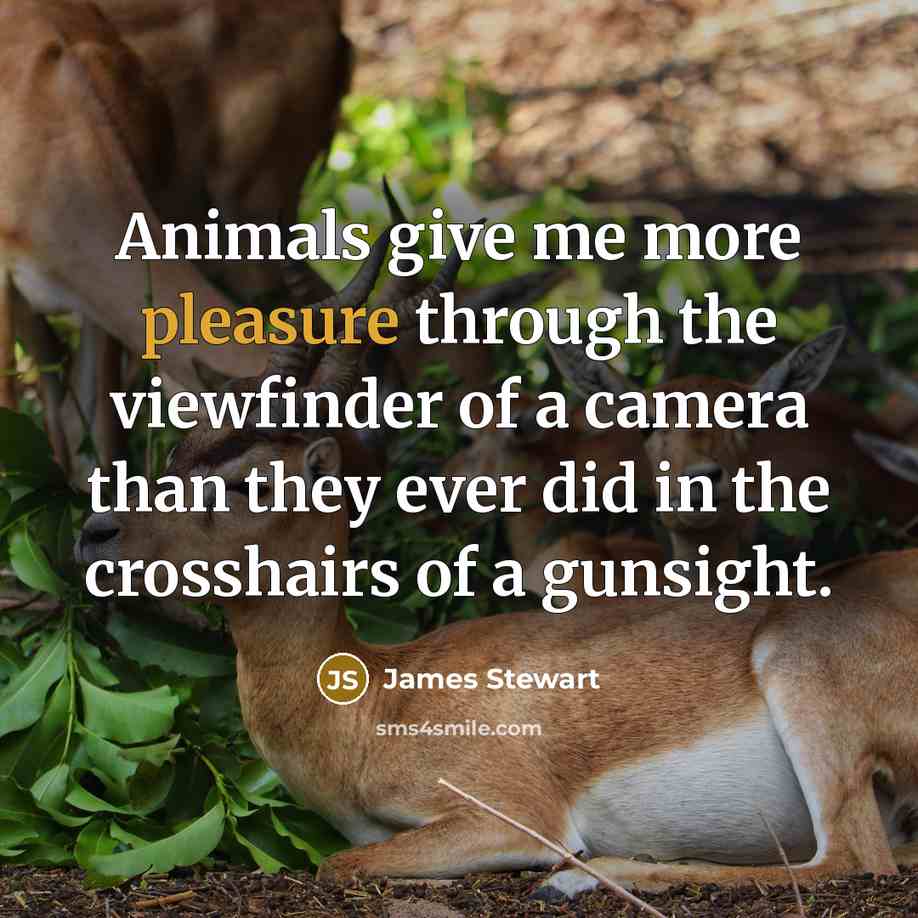 “Animals give me more pleasure through the viewfinder of a…” quote by James Stewart
