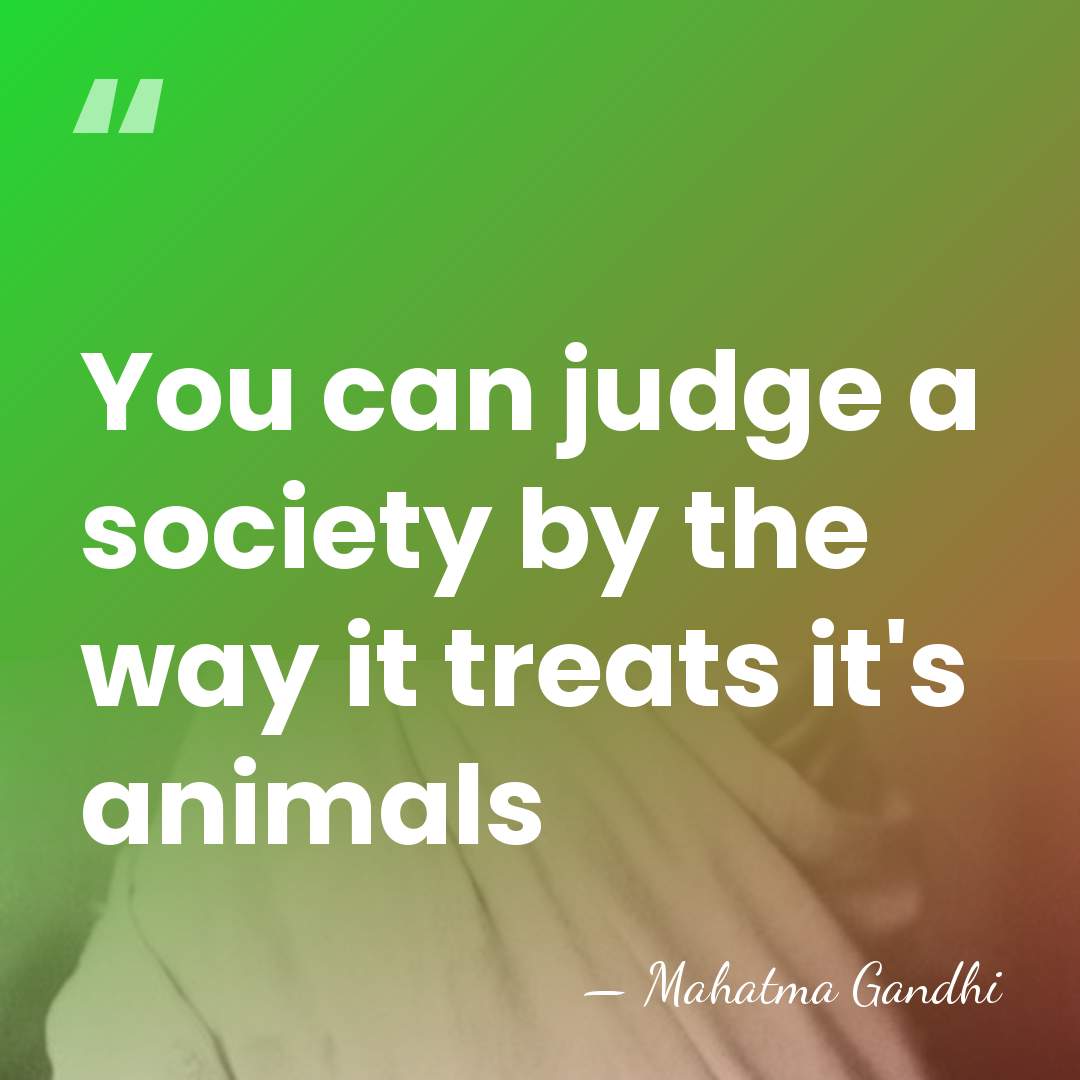 You can judge a society by the way it treats it's animals - Mahatma Gandhi