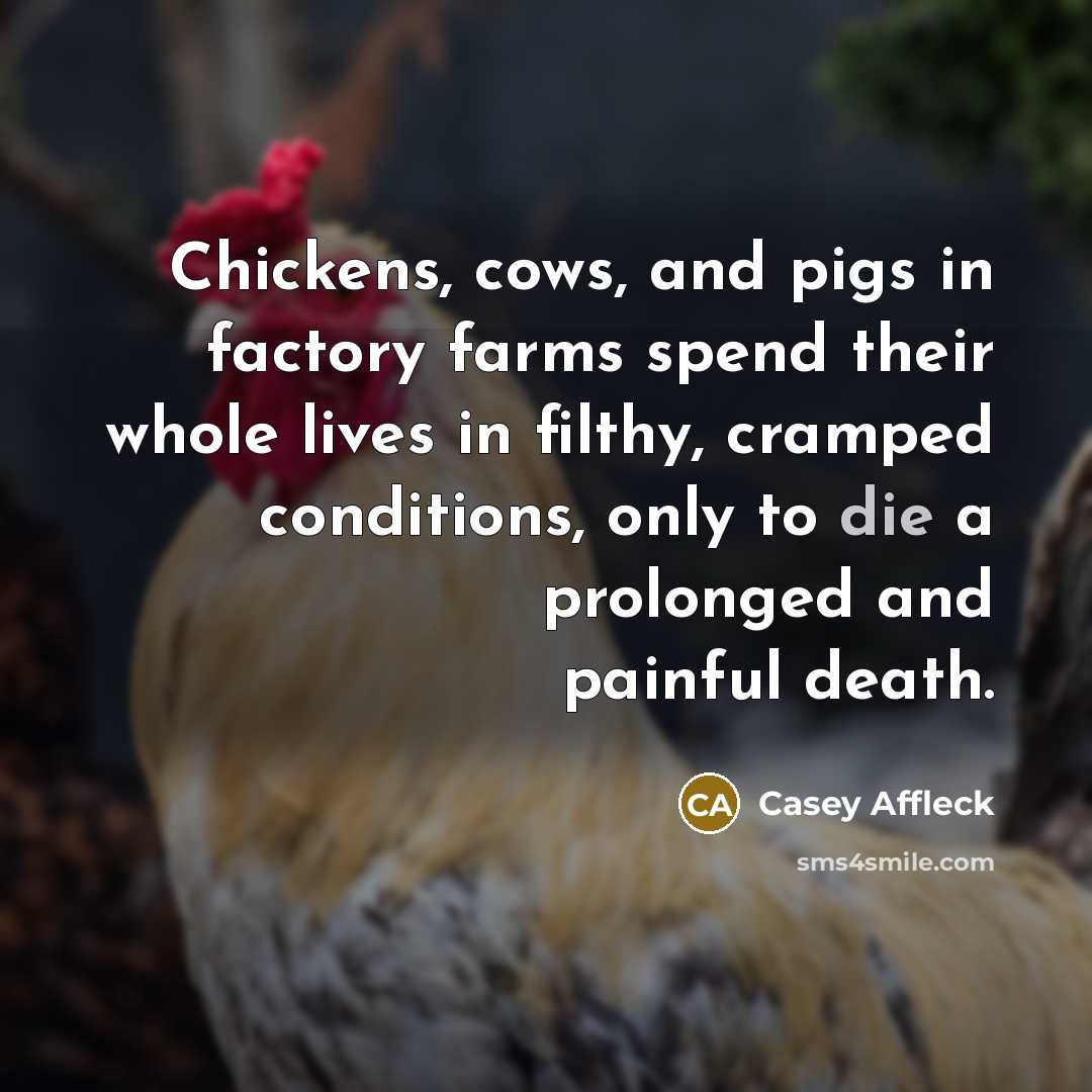 “Chickens, cows, and pigs in factory farms spend their whole…” quote by Casey Affleck