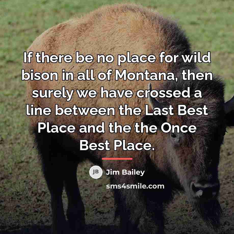 “If there be no place for wild bison in all…” quote by Jim Bailey