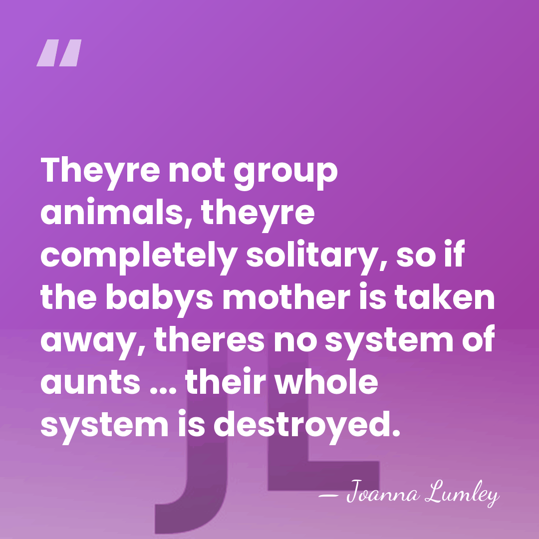 Theyre not group animals, theyre completely solitary, so if the babys mother&hellip; - Joanna Lumley