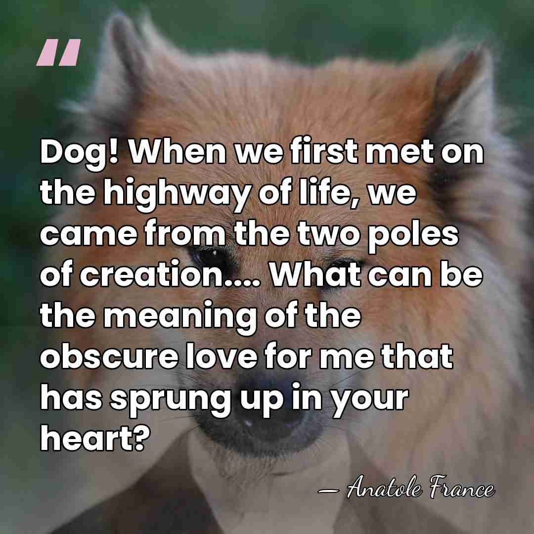 Dog! When we first met on the highway of life, we came&hellip; - Anatole France