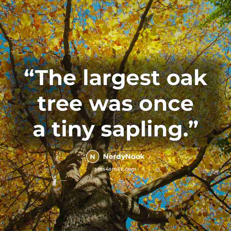 “The largest oak tree was once a tiny sapling.” quote by NerdyNook
